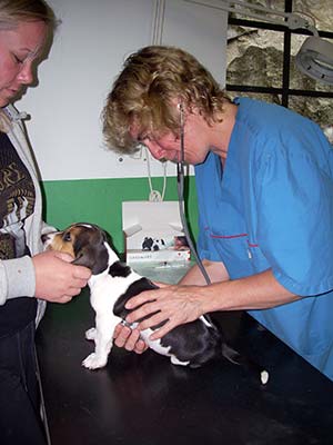 Smådjurs- och Hästmottagning
Stora Vörta Veterinärstation